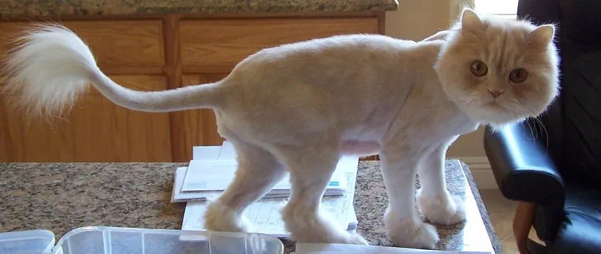 feline veterinarian las vegas