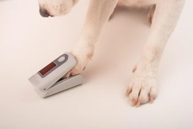 Dog getting a microchip