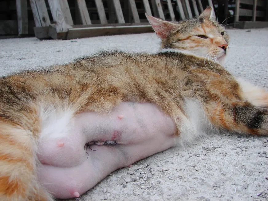 Soft Tissue Repairs FAQs