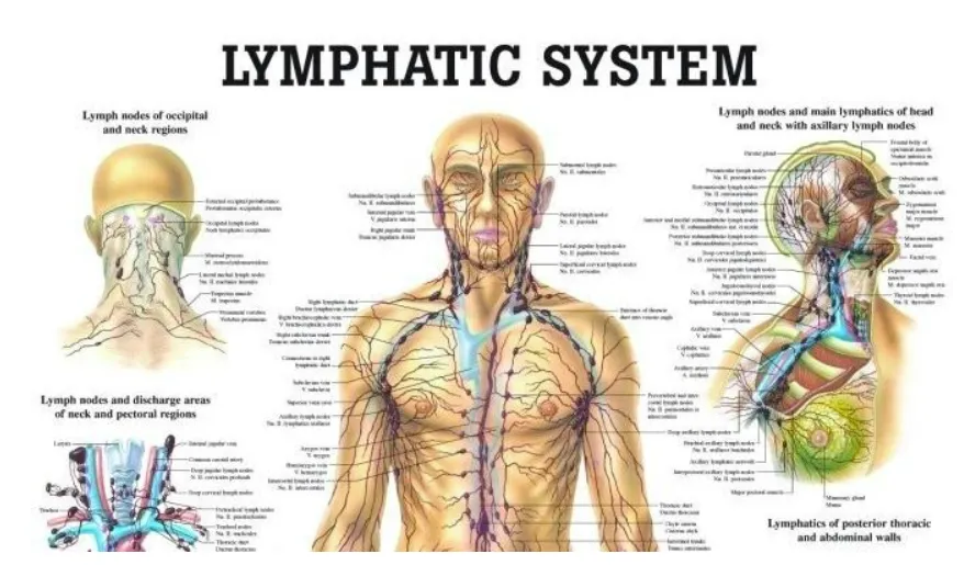 Lymphatic drainage