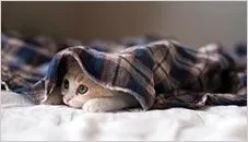 kitten in blanket