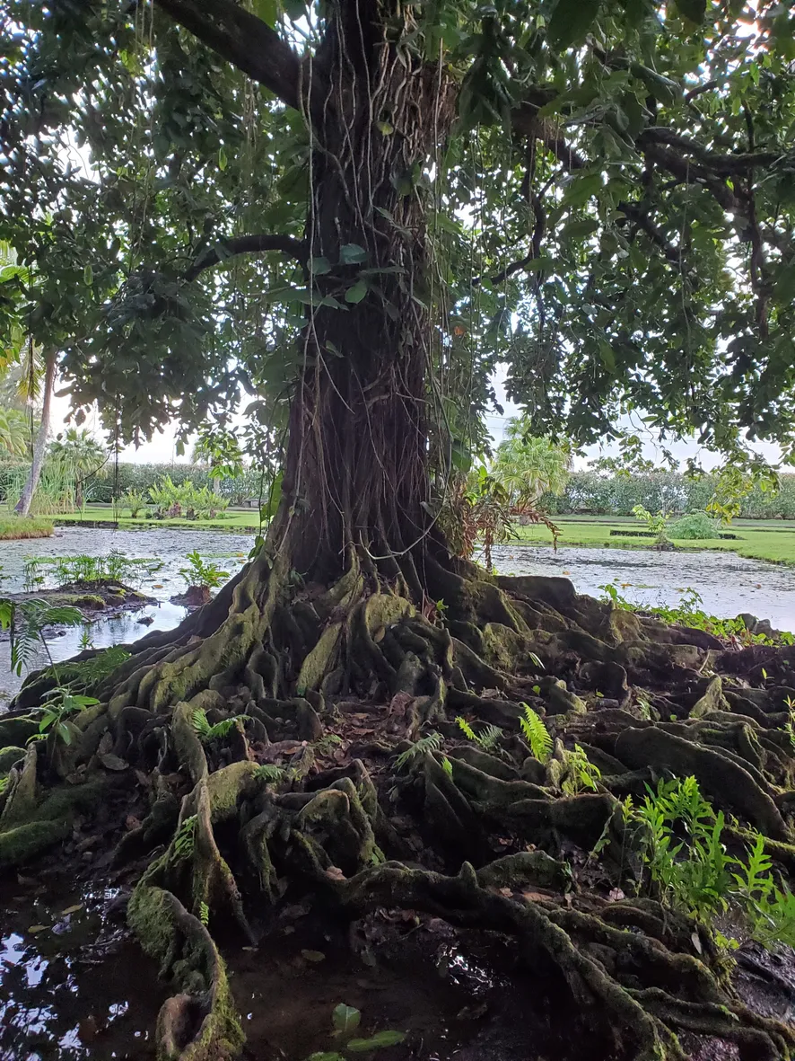 Cypress tree