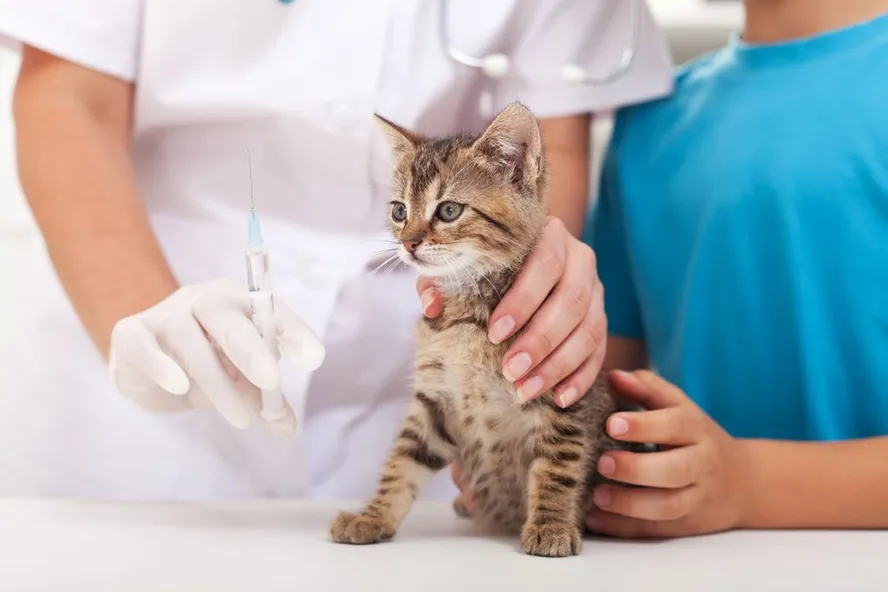 Cat Vaccination