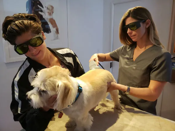 Pet Laser Therapy