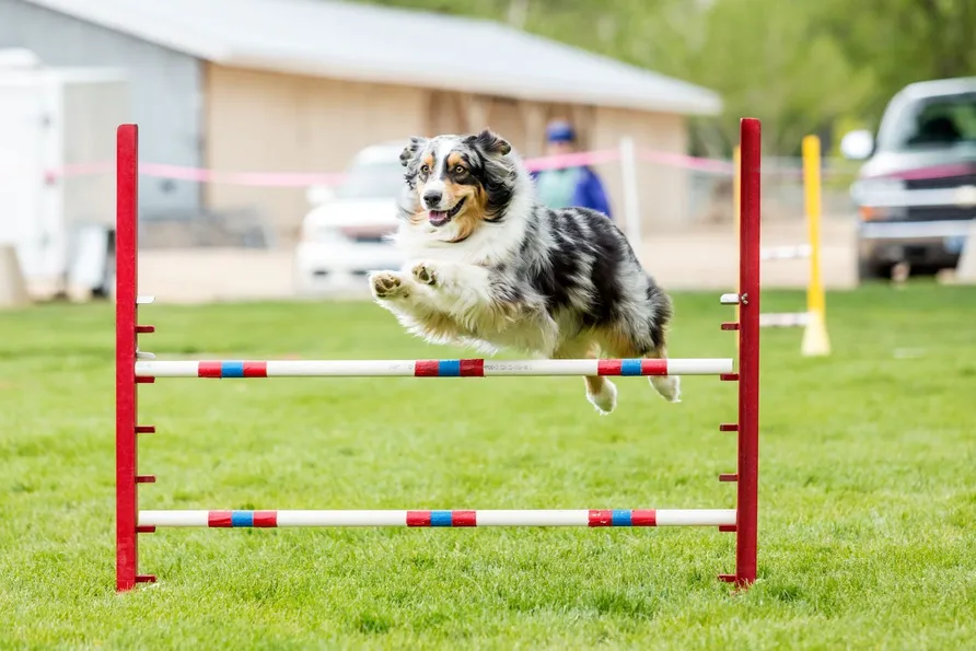 Agility