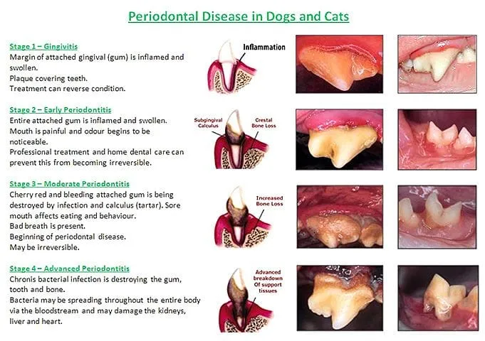 dental disease chart feline