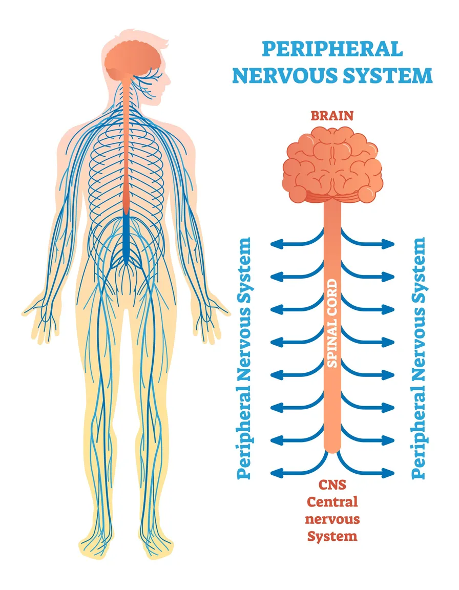 Neuropathy is an anatomical issue