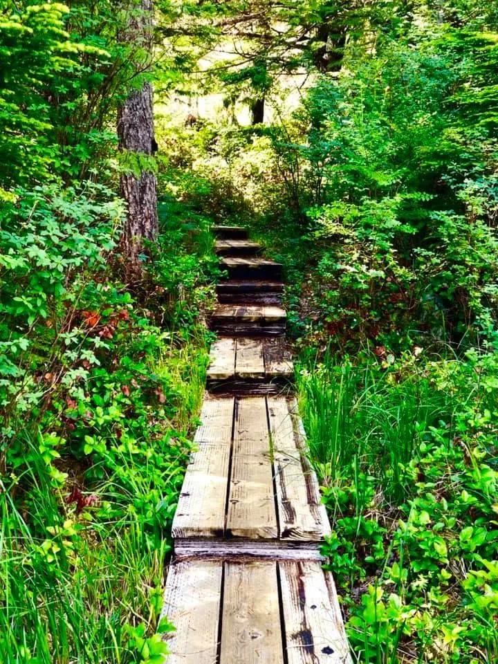 pathway among greenery