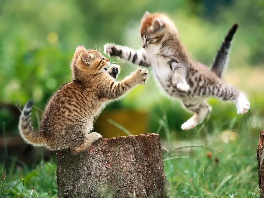 Kitten play