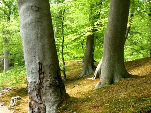 trees in the woods