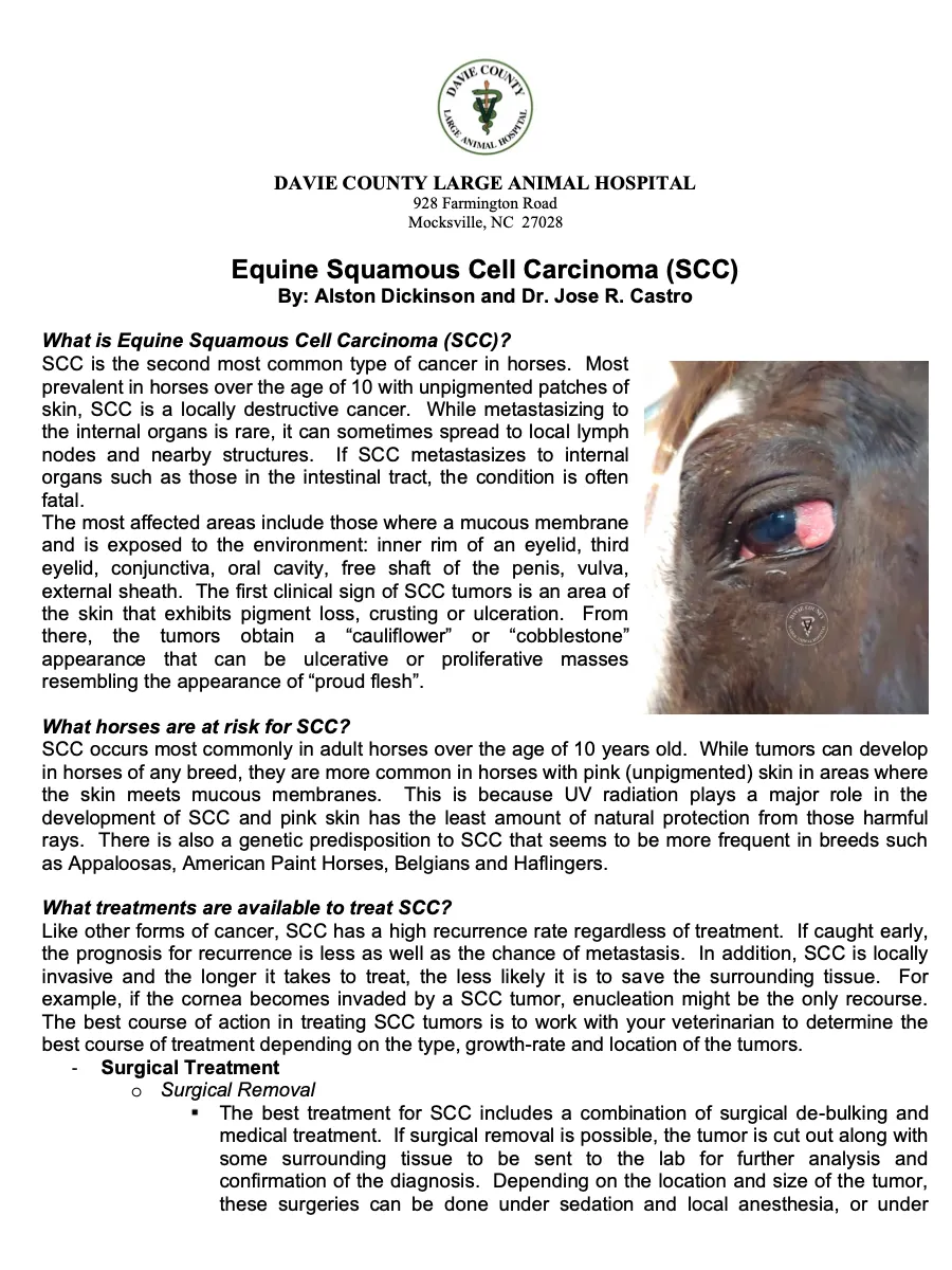 What is Equine Squamous Cell Carcinoma (SCC)? SCC is the second most common type of cancer in horses. Most prevalent in horses over the age of 10 with unpigmented patches of skin, SCC is a locally destructive cancer. While metastasizing to the internal organs is rare, it can sometimes spread to local lymph nodes and nearby structures. f SCC metastasizes to internal organs such as those in the intestinal tract, the condition is often fatal. The most affected areas include those where a mucous membrane and is exposed to the environment: inner rim of an eyelid, third eyelid, conjunctiva, oral cavity, free shaft of the penis, vulva, external sheath. The first clinical sign of SCC tumors is an area of the skin that exhibits pigment loss, crusting or ulceration. From there, the tumors obtain a "cauliflower" or "cobblestone appearance that can be ulcerative or proliferative masses resembling the appearance of "proud flesh" What horses are at risk for SCC? SCC occurs most commonly in adult horses over the age of 10 years old. While tumors can develop in horses of any breed, they are more common in horses with pink (unpigmented) skin in areas where the skin meets mucous membranes. This is because UV radiation plays a major role in the development of SCC and pink skin has the least amount of natural protection from those harmful rays. There is also a genetic predisposition to SCC that seems to be more frequent in breeds such as Appaloosas, American Paint Horses, Belgians and Haflingers. What treatments are available to treat SCC? Like other forms of cancer, SCC has a high recurrence rate regardless of treatment. If caught early, the prognosis for recurrence is less as well as the chance of metastasis. In addition, SCC is locally invasive and the longer it takes to treat, the less likely it is to save the surrounding tissue. For The best course of action in treating SCC tumors is to work with your veterinarian to determine the best course of treatment depending on the type, growth-rate and location of the tumors. Surgical Treatment Surgical Removal The best treatment for SCC includes a combination of surgical de-bulking and medical treatment. If surgical removal is posible, the tumor is cut out along with some surrounding tissue to be sent to the lab for further analysis and confirmation of the diagnosis. Depending on the location and size of the tumor, these surgeries can be done under sedation and local anestesia, or under