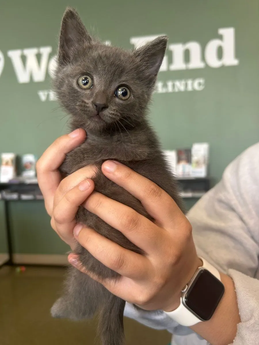 gray kitten