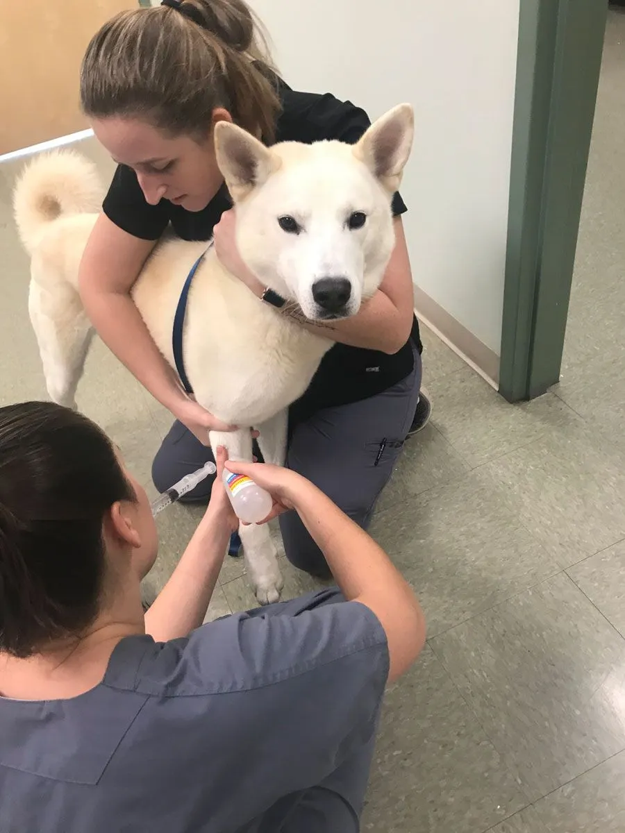white dog with vet