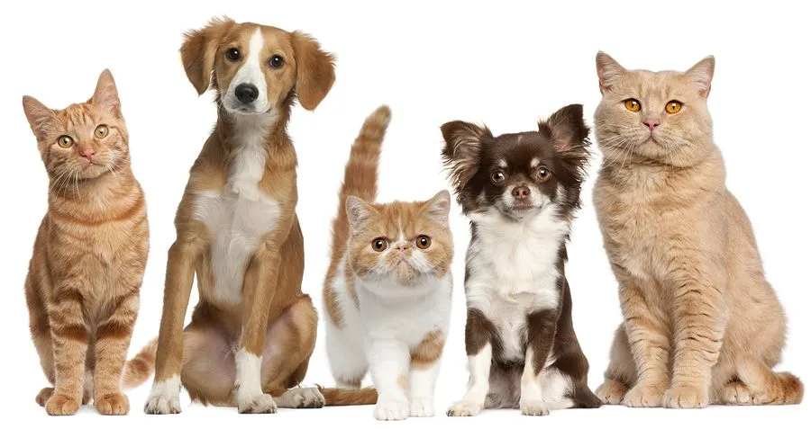 All cats and hot sale dogs veterinary clinic