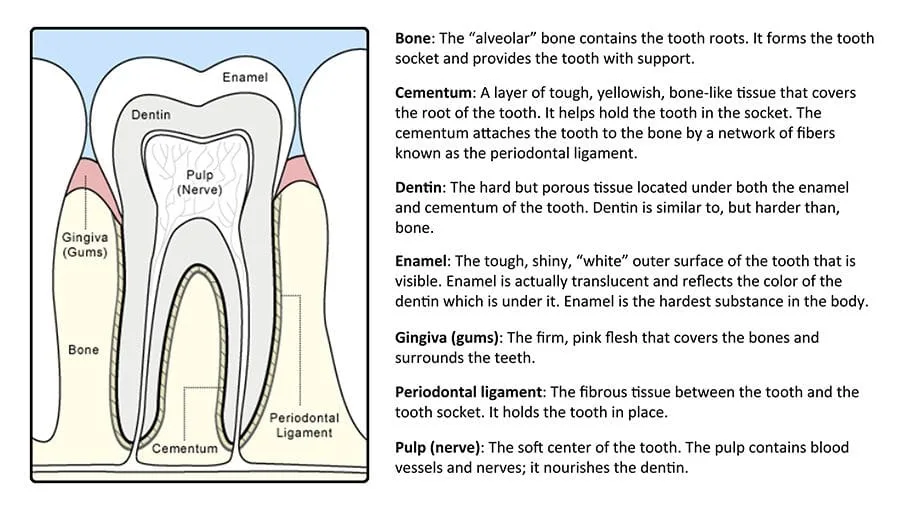 anatomy of a tooth