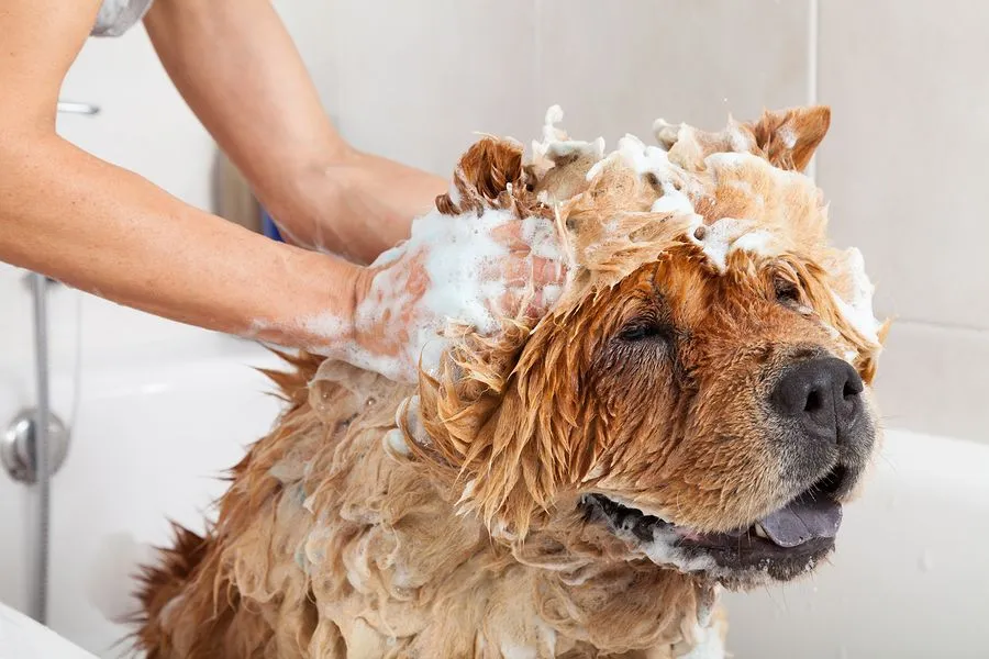 Big chow dog getting groomed at the veterinarian.