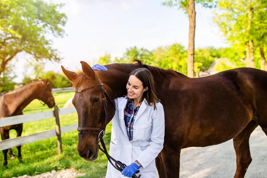 Equine Veterinary Care FAQs