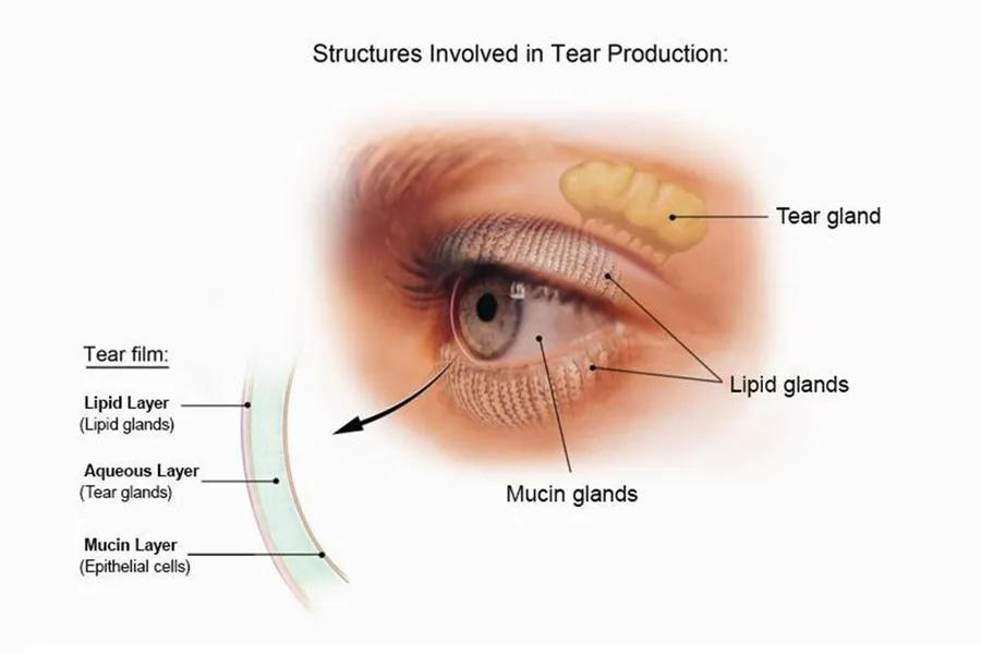 Tear production
