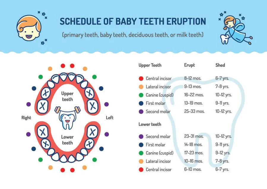 baby teeth eruption chart