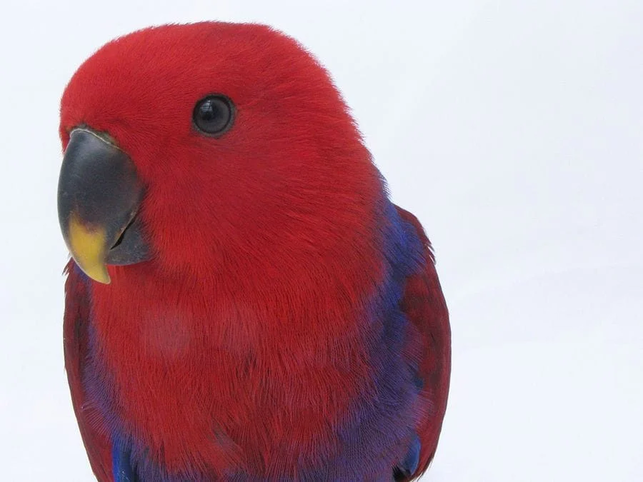 baby-female-eclectus-parrot 