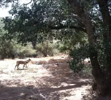 California Wolf Center