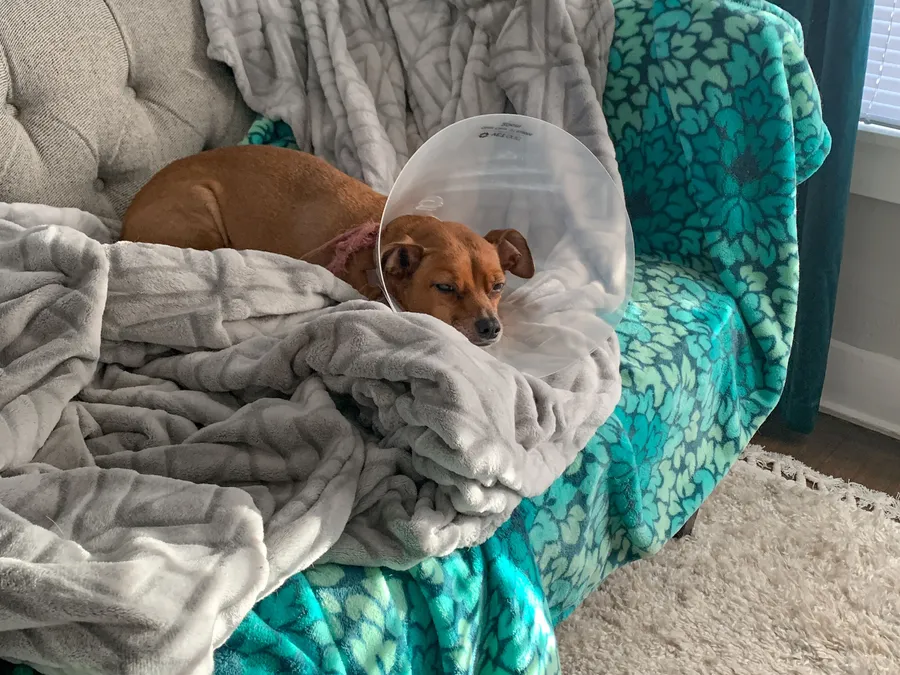 Spay and Neuter FAQs