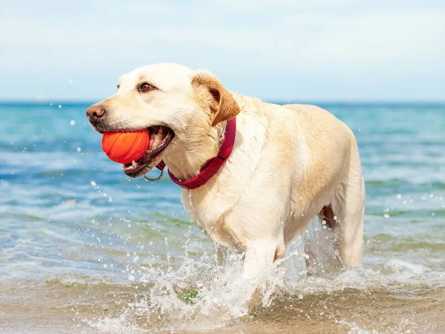 dog with ball