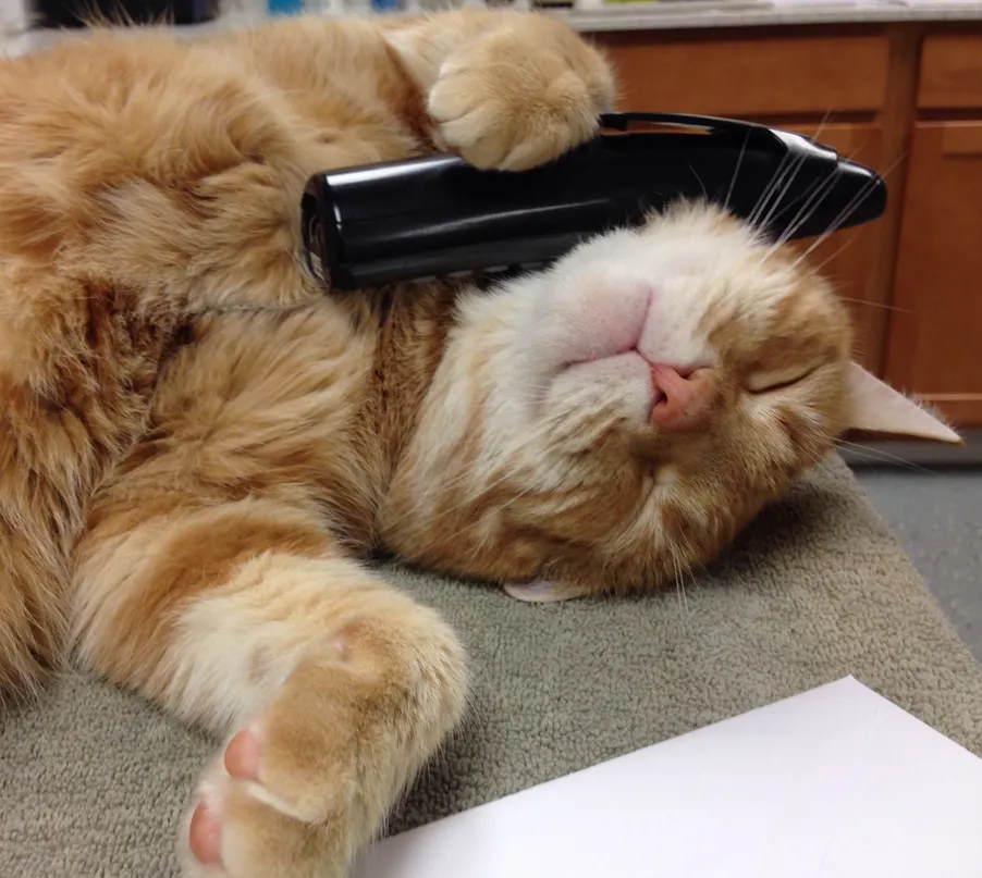 cat phone