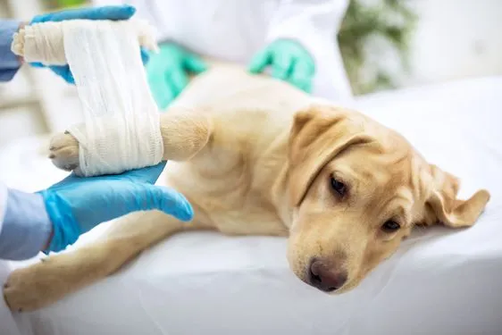 image of an injured dog