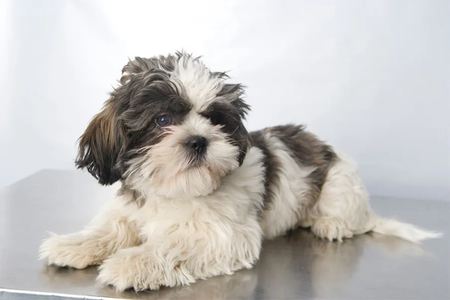 Havanese Puppy