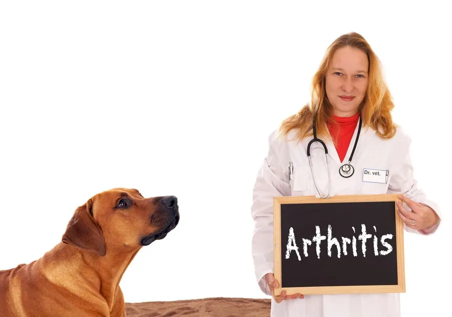 Exploring Non-Surgical Treatment Options for Pet Arthritis