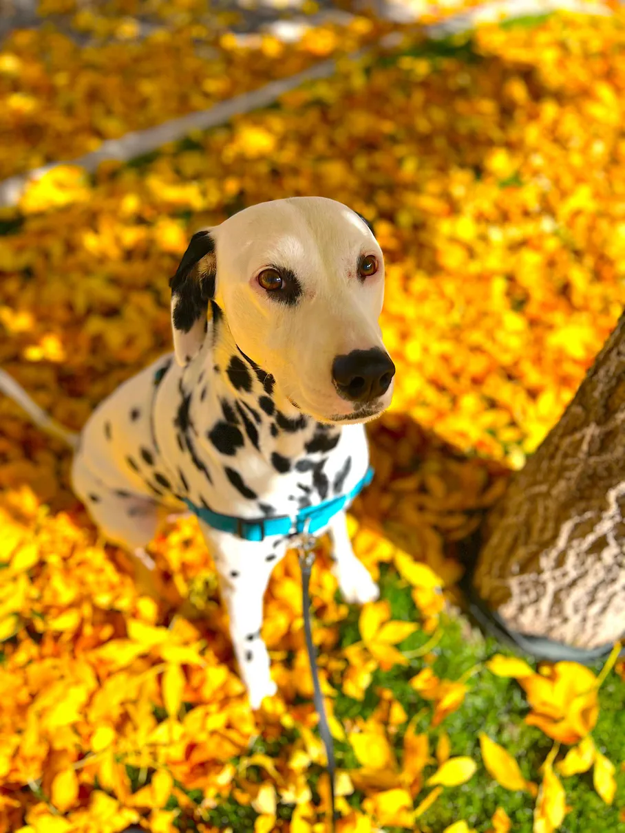 Medical Therapy dog chiropractor Dr. James Fraser dog Dalmatian Basalt