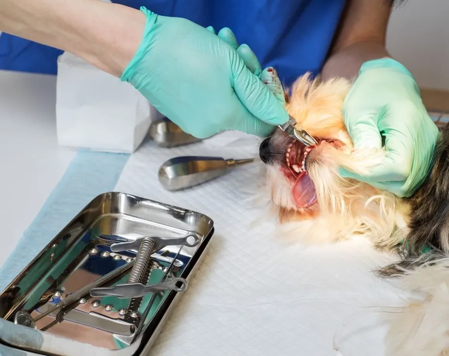Canine Root Canal Surgery