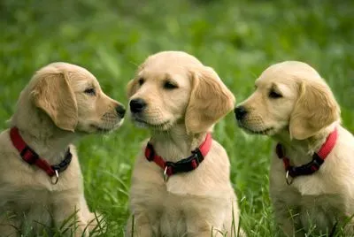 3 brown puppies in the grass