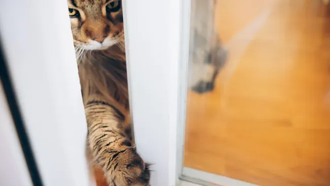 catdoor