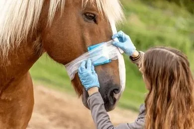 Emergency Equine Vet Service