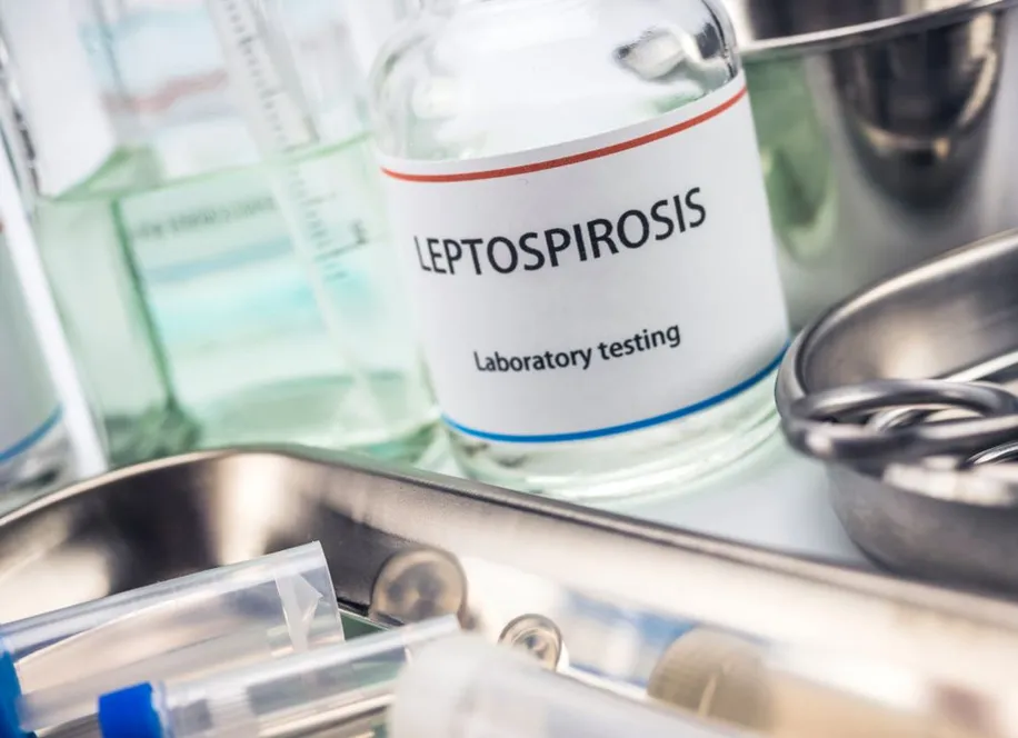 Leptospirosis