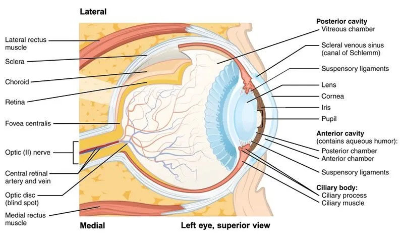 eye anatomy