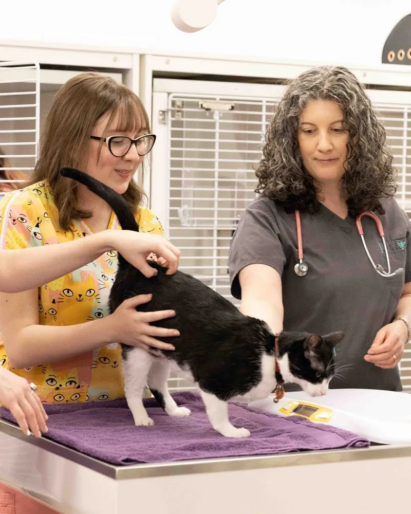 Wellness Care and Whole Health