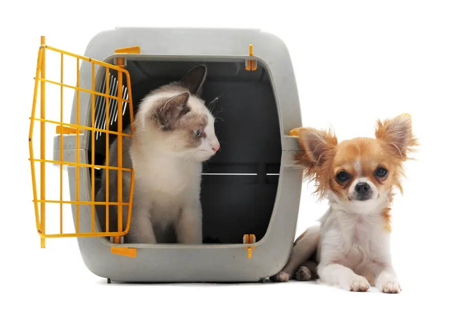 Understanding the Differences Between Dog and Cat Boarding