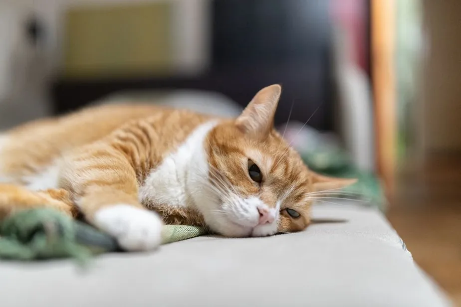 Kidney Failure in Cats