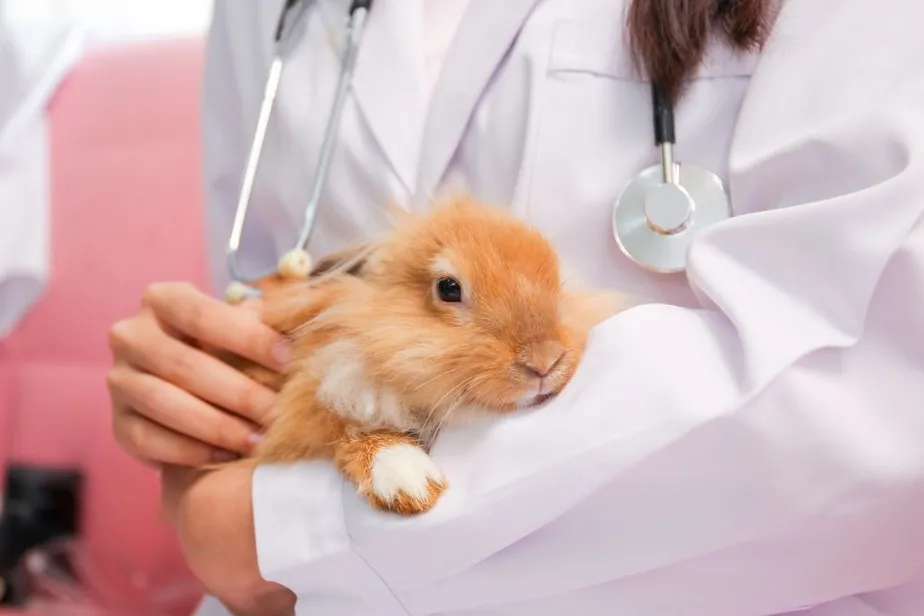 Exotic Pet Surgery FAQs