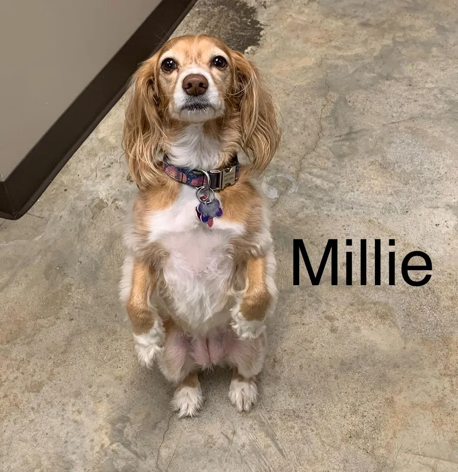 Millie