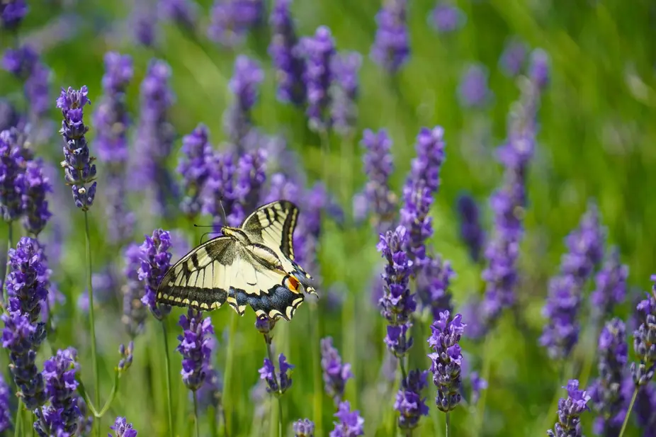 flowers with butterfly