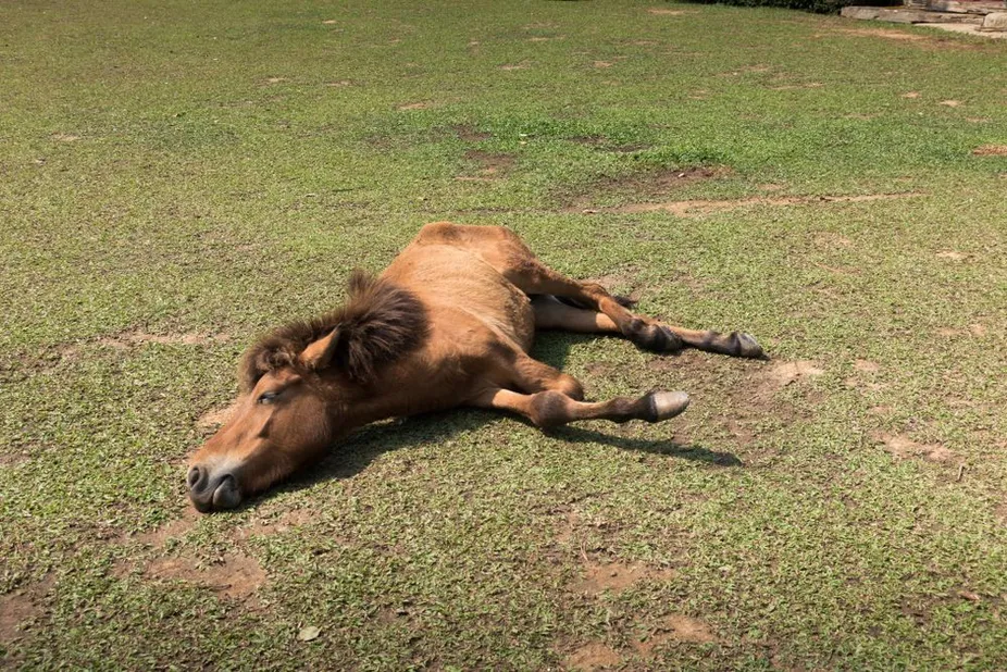 Lameness & Limping FAQs