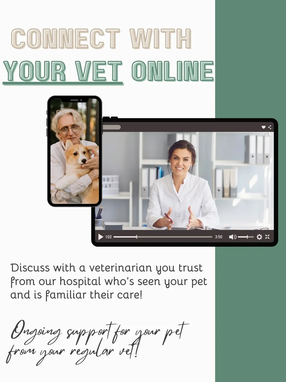 Your Vet