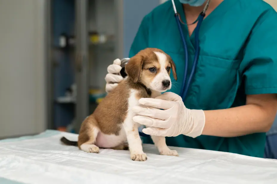 puppy exam stock photo