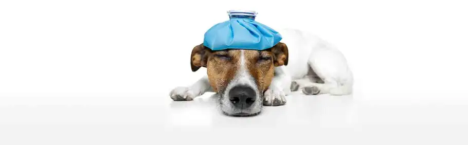 Pet Illness