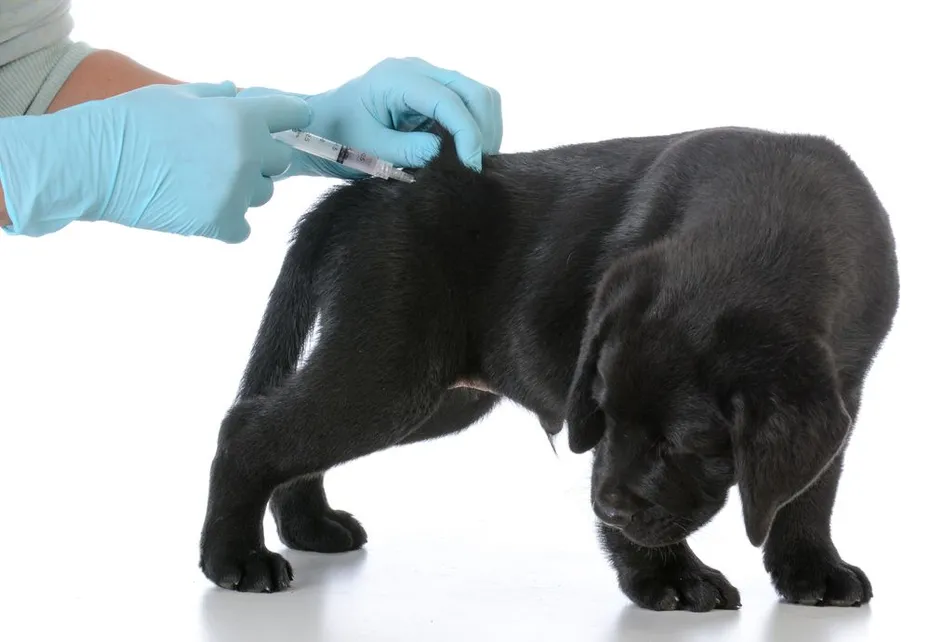 How Vaccinations Enhance Your Pet's Lifespan and Quality of Life