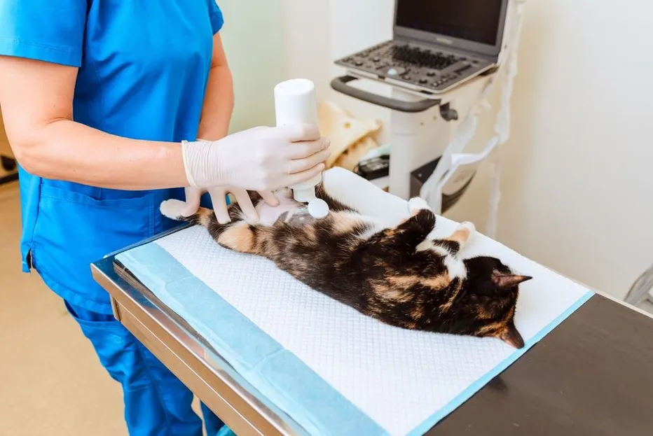 Pet Echocardiograms FAQ